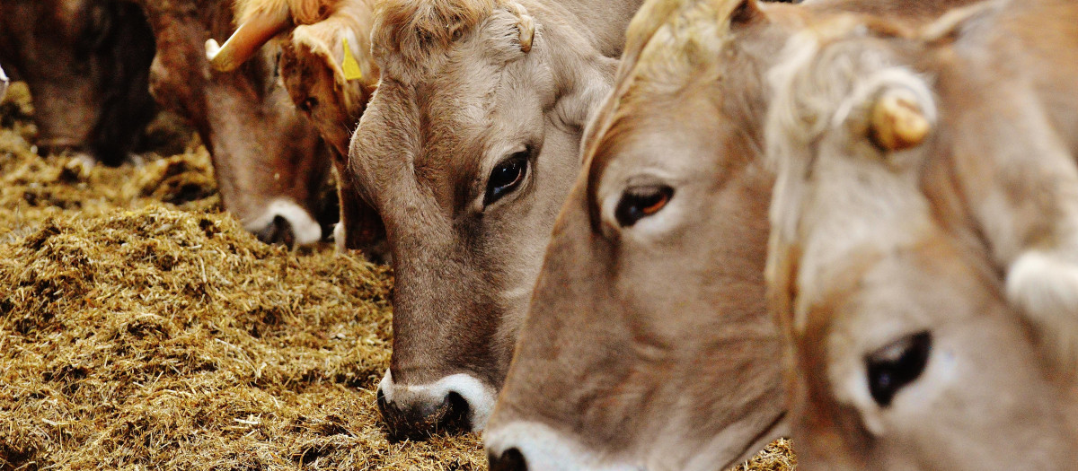 vacas