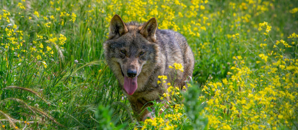 lobo