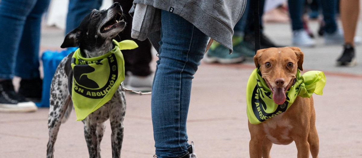 Dos perros llevan pañuelos en una manifestación antitaurina