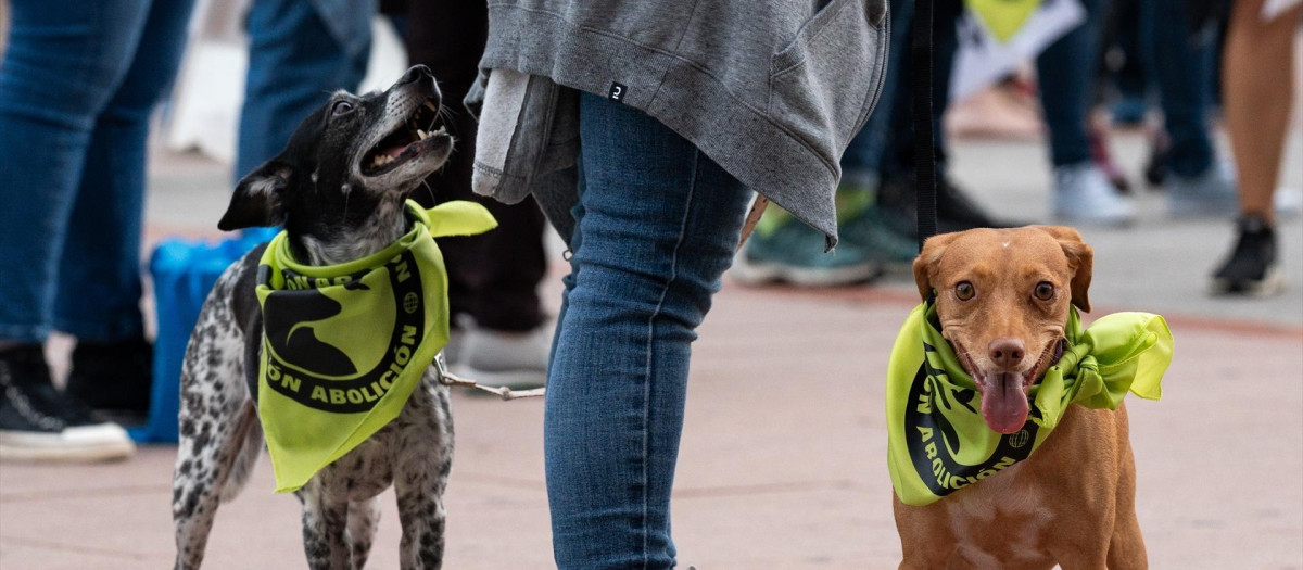 Dos perros llevan pañuelos en una manifestación antitaurina
