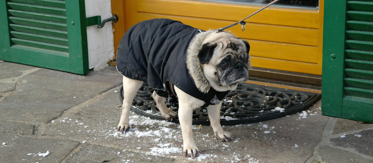 Un perro aguarda a su dueño a la puerta de un establecimiento