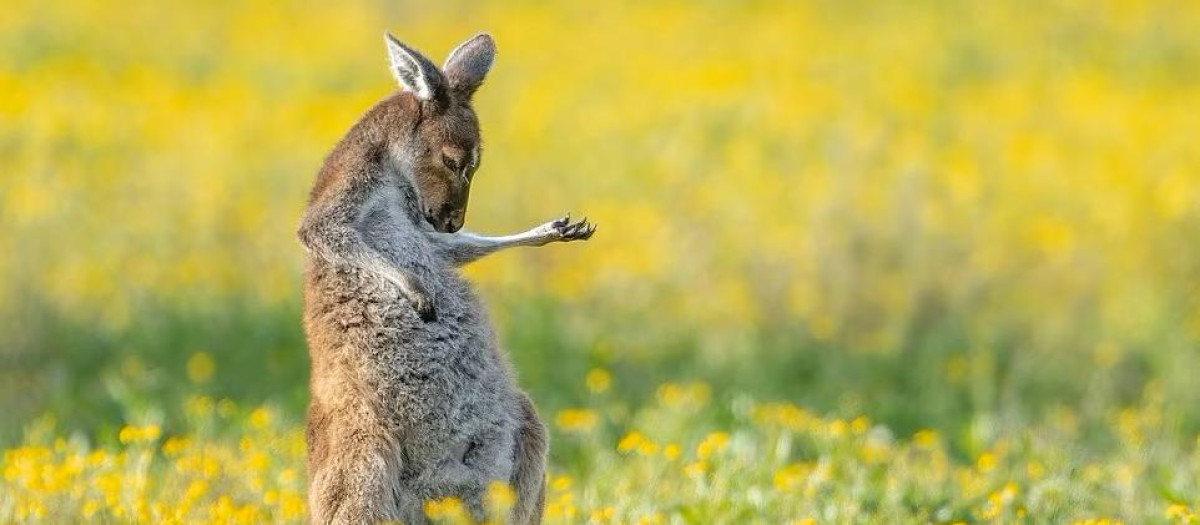 'Canguro con guitarra imaginaria', de Jason Moore, en Perth, Australia