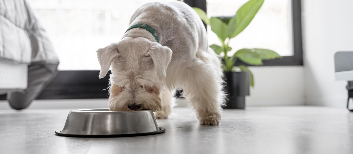 Un perro ingiere sus alimentos en su comedero