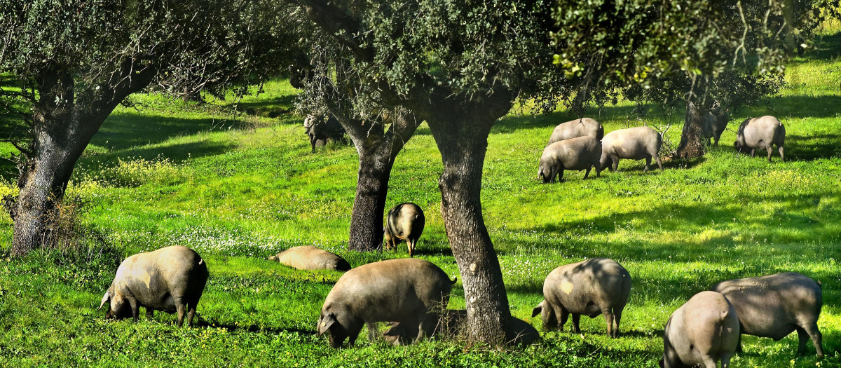 Dehesa