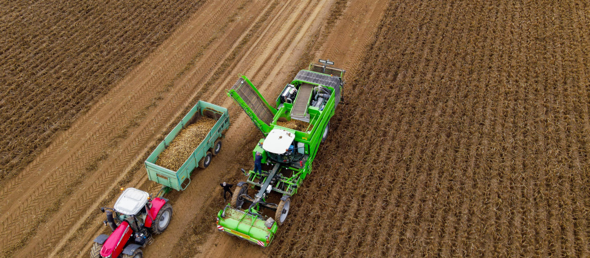 Namur (Bélgica), 13/10/2023.- Agricultores cosechan patatas en un campo en Namur, sur de Bélgica, este viernes. Los Estados miembros de la Unión Europea votarán el 13 de octubre sobre una propuesta del Comisión Europea sobre la ampliación de la aprobación de la controvertida venta del herbicida glifosato, también conocido como Roundup, por parte de la empresa química estadounidense Monsanto. EFE/OLIVIER HOSLET