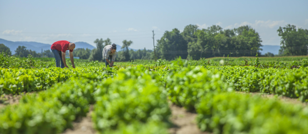 Agricultores trabajan en su parcela
