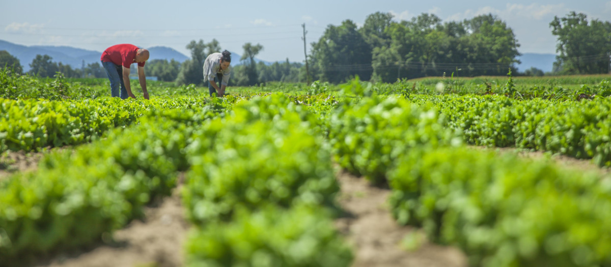 Agricultores trabajan en su parcela