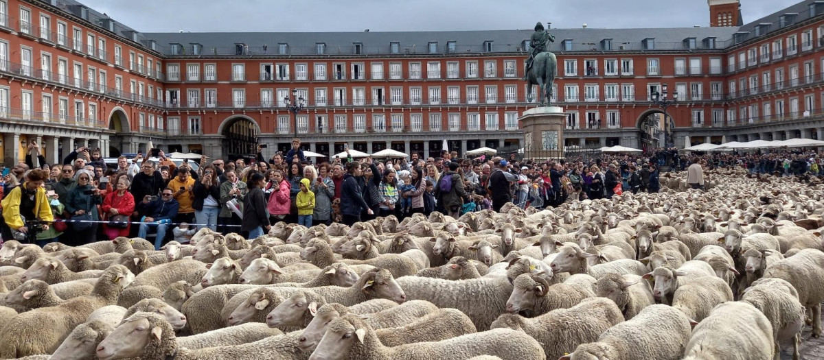 Fiesta de la Trashumancia