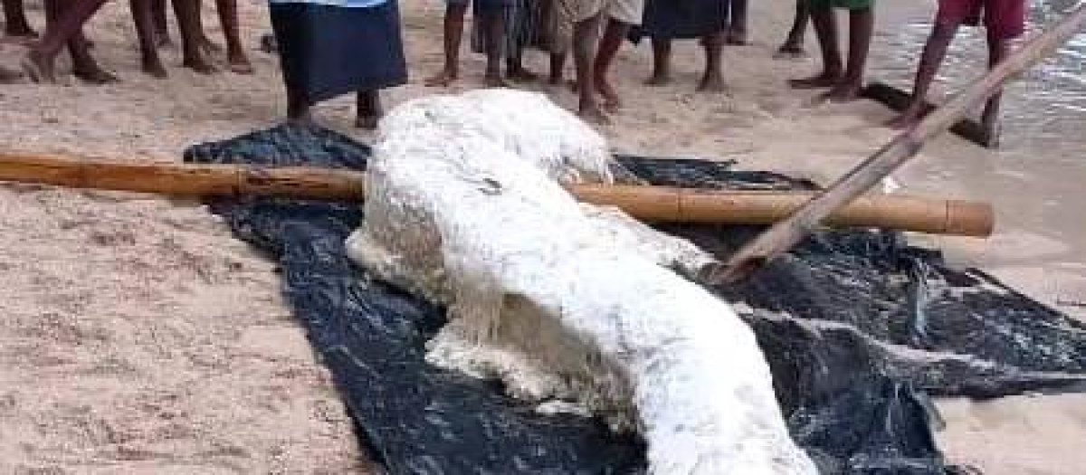 Globster aparecido en la isla de Simberi