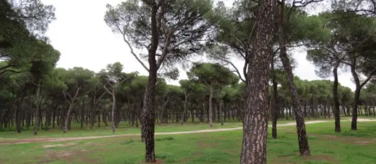 Pinar de Madrid
