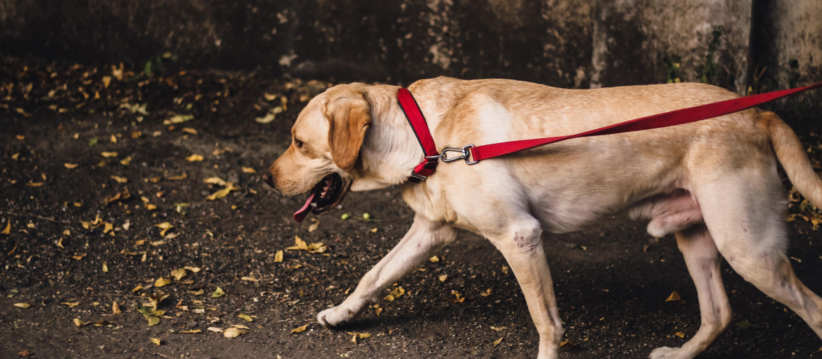 Una persona pasea a su perro con una correa