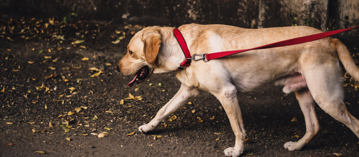 Una persona pasea a su perro con una correa