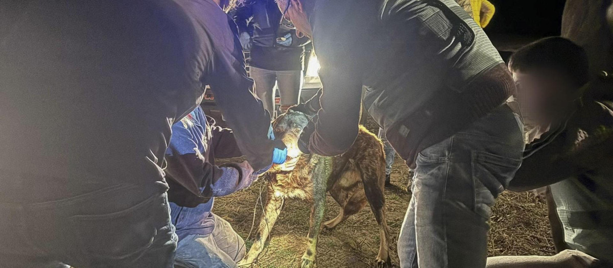 Efectivos de la Guardia Civil tratan de leer el microchip de uno de los perros de pastoreo implicados en el ataque mortal