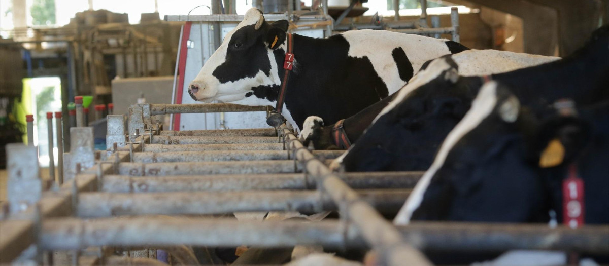 Vacas de una ganadería de lácteo en Galicia