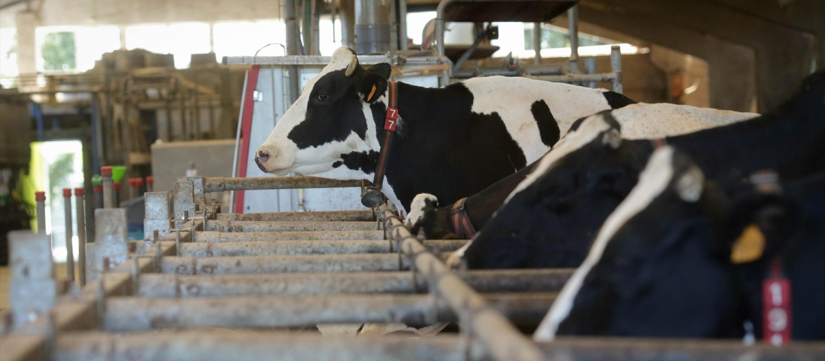 Vacas de una ganadería de lácteo en Galicia