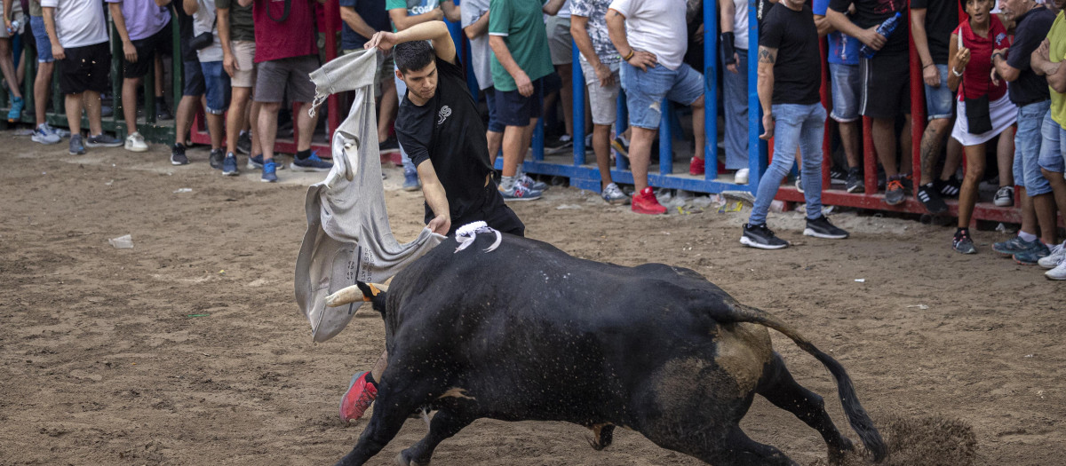 Los bous al carrer en la localidad castellonense de L'Alcora