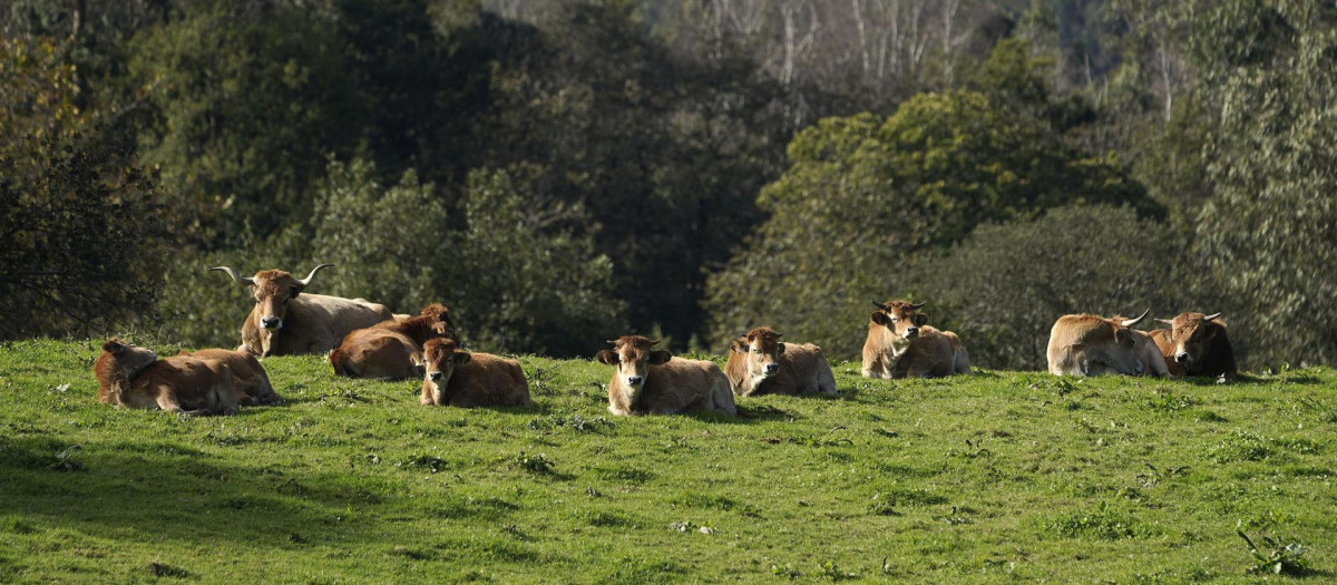 Fotografía de vacas rojas tomando el sol en Colombres (Asturias)
