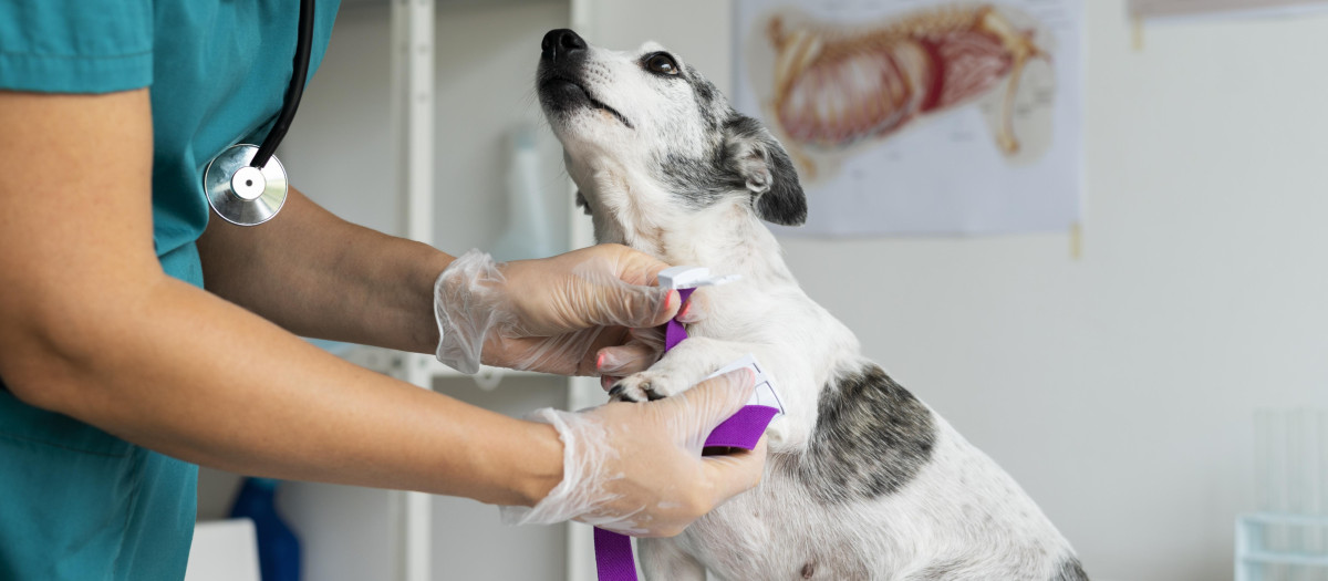Un veterinario realiza un chequeo a un perro