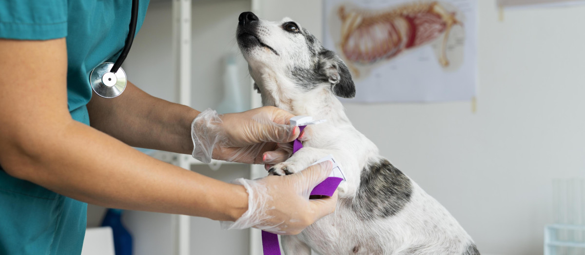 Un veterinario realiza un chequeo a un perro
