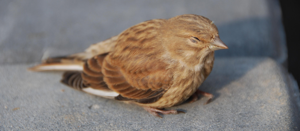 Un pájaro durmiendo