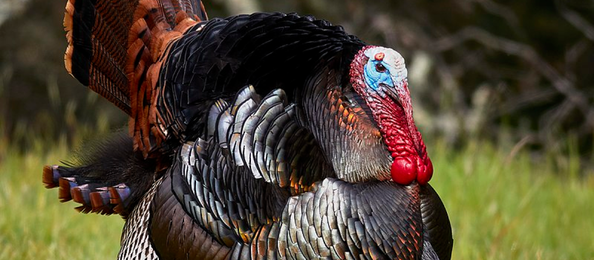 Pavo