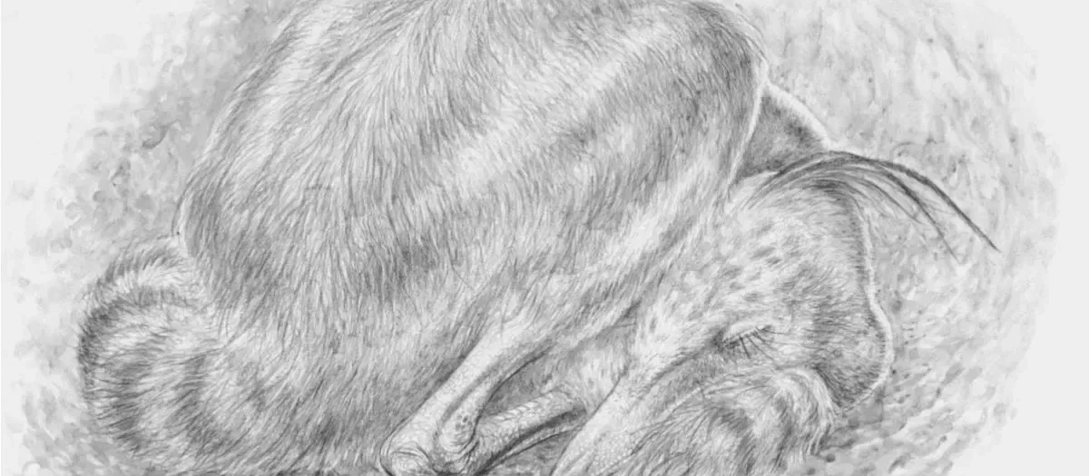 Ilustración del alvarezsáurido dormido