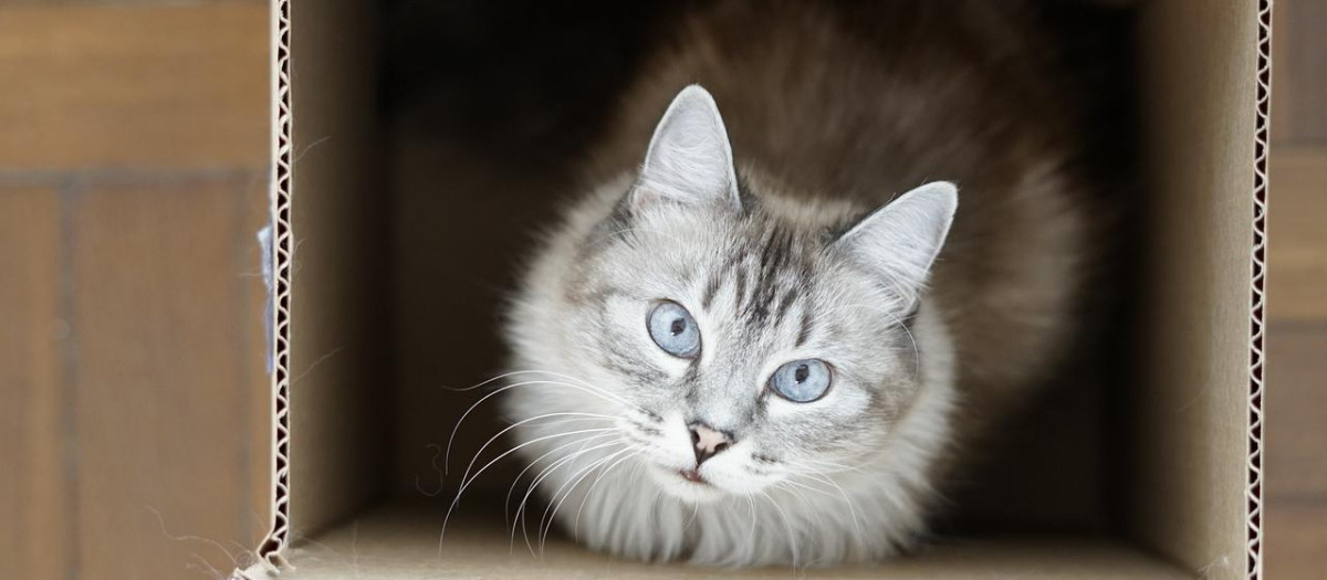 Gato en una caja