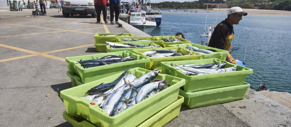 Cajas de pescado en San Vicente de la Barquera, en Cantabria.