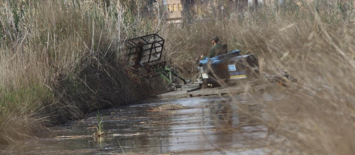 Un operario trabaja en la Albufera, en una imagen de archivo