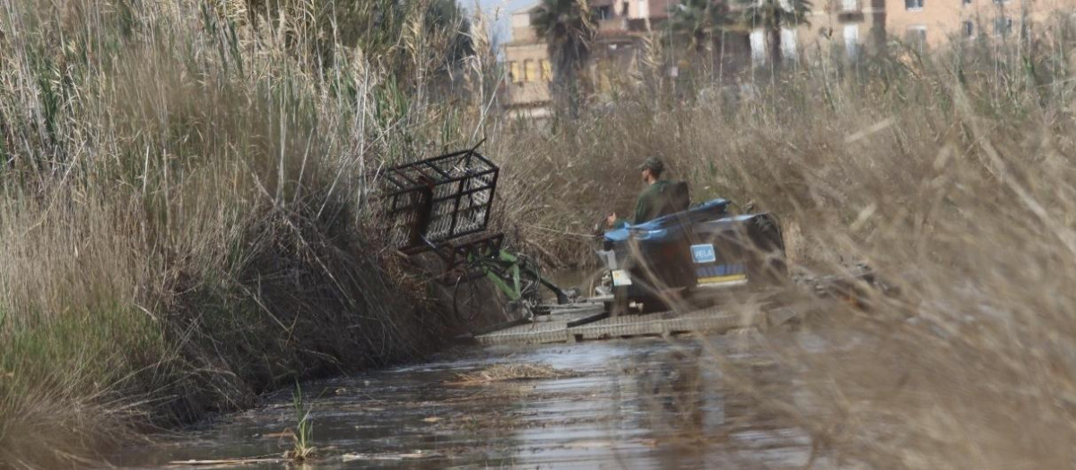 Un operario trabaja en la Albufera, en una imagen de archivo