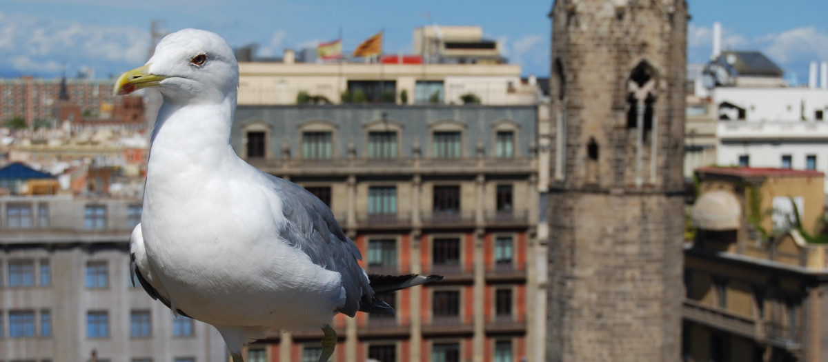 Una gaviota en Barcelona