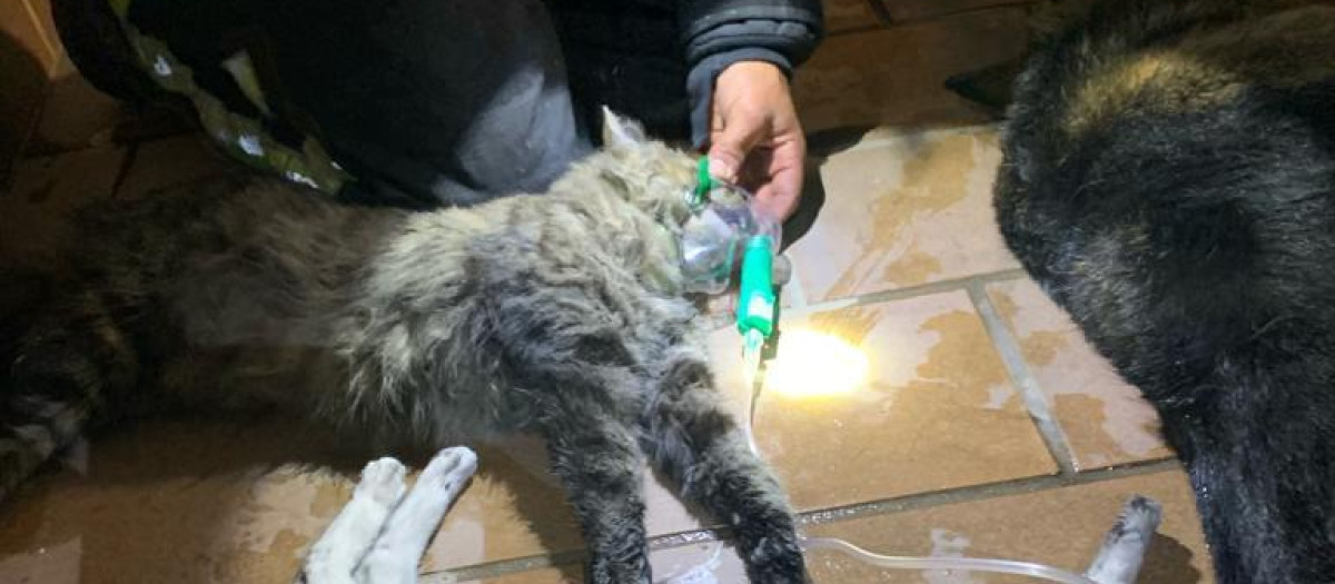 Animales rescatados en el incendio de la vivienda en Córdoba