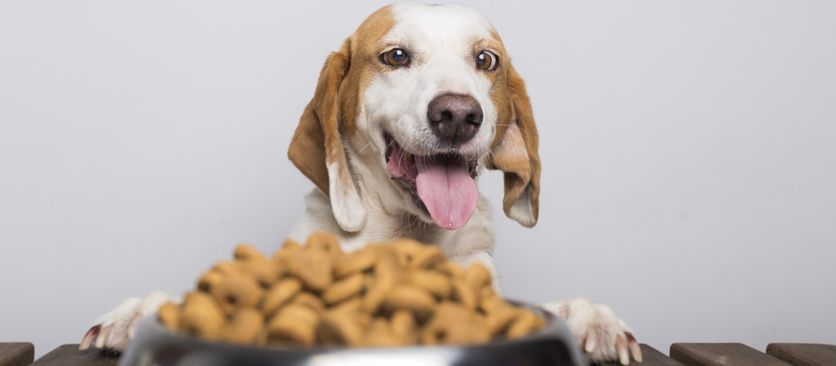 Un perro junto a su comida