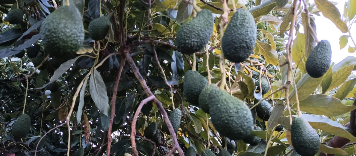Una plantación de aguacates en la provincia de Alicante