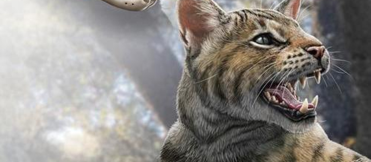 Reconstrucción del Magerifelis peignei