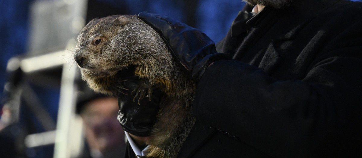 La marmota Phil pronostica una primavera adelantada con temperaturas por encima de la media
