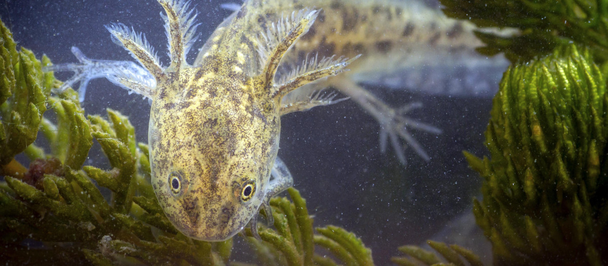 Una larva de gallipato en la Sierra Calderona
