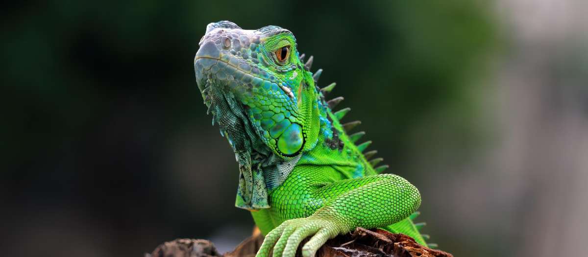 iguana
