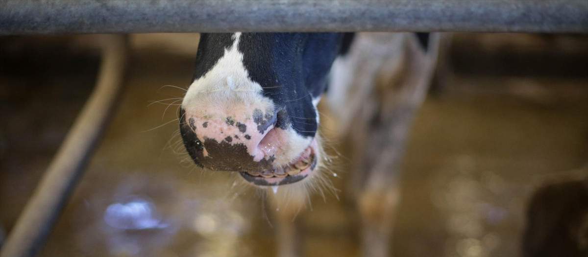 Una vaca, en una imagen de archivo