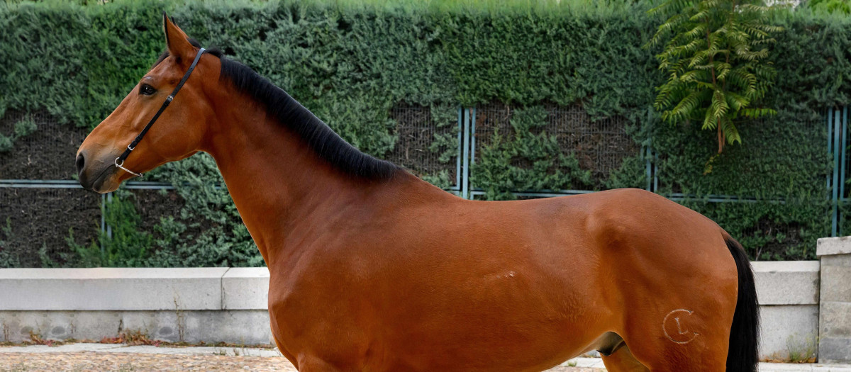 Nerón, el último caballo que se ha incorporado a las cuadras del Palacio Real