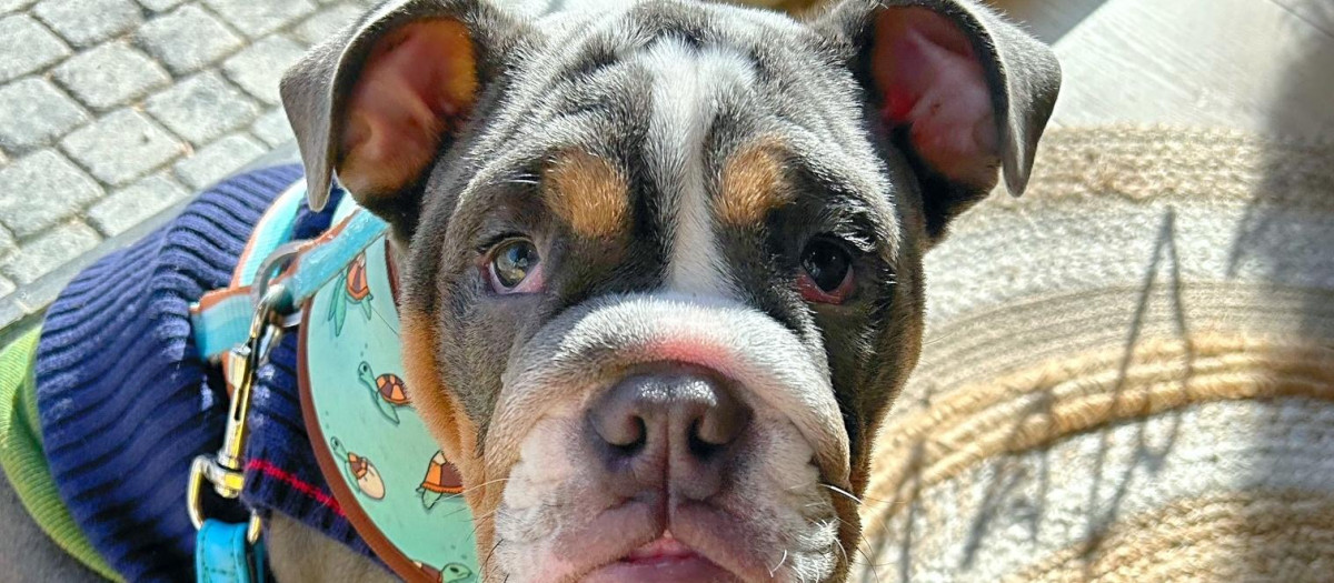Cachorro de Bulldog inglés