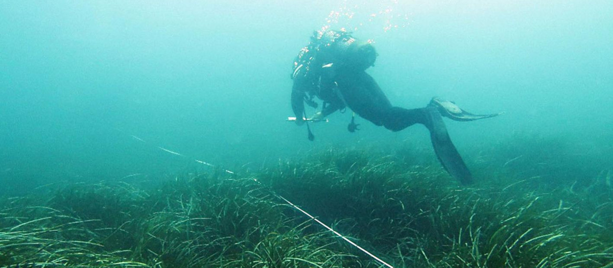 Un submarinista muestrea el crecimiento de las praderas de Posidonia oceánica en la Comunidad Valenciana
