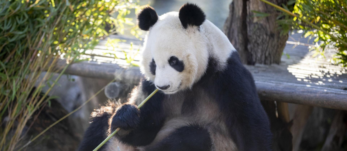 Uno de los osos panda del Zoo de Madrid que regresará a China