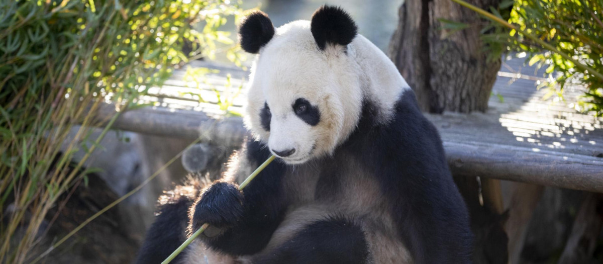 Uno de los osos panda del Zoo de Madrid que regresará a China