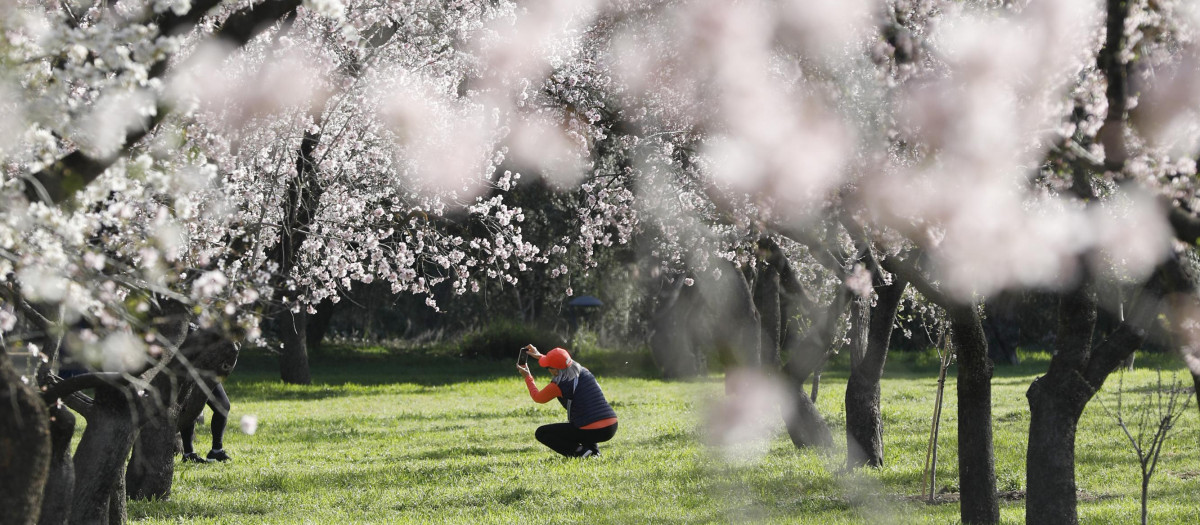 Almendros en flor en el parque de La Quinta de los Molinos