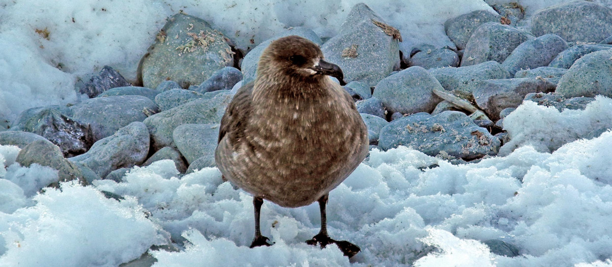Págalo polar