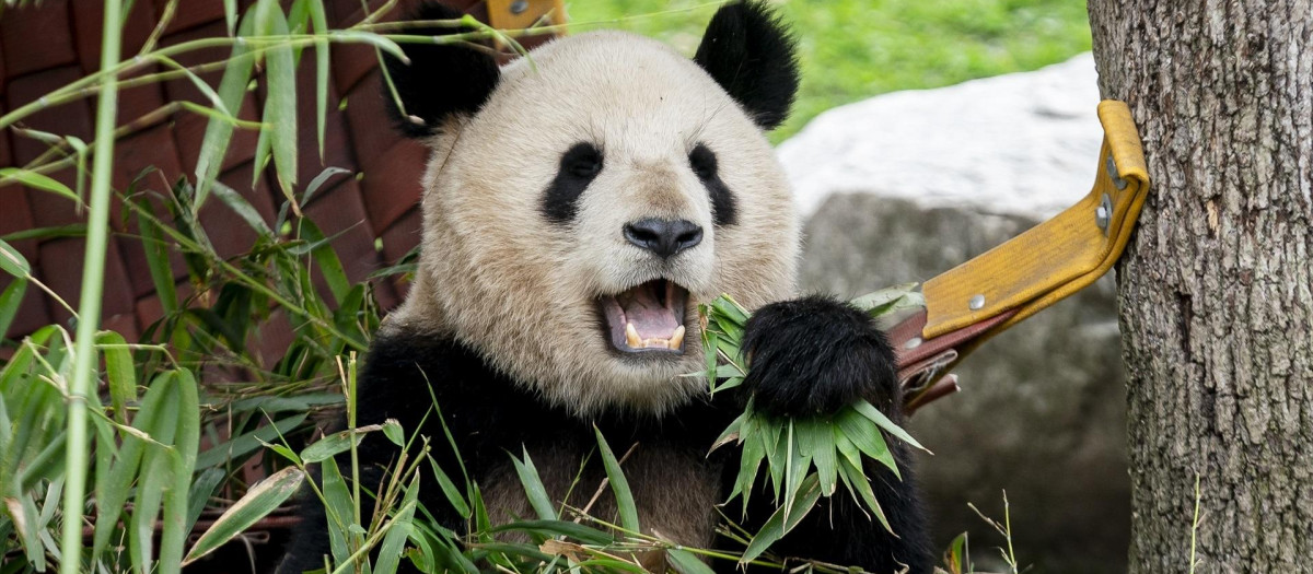 Un panda durante un acto institucional sobre el programa de conservación del panda gigante, en el Zoo Aquarium de Madrid, a 22 de febrero de 2024, en Madrid (España). El ministro de Asuntos Exteriores chino anunció el pasado 19 de febrero el regreso de la pareja de pandas del Zoo, Hua Zui Ba y Bing Xing, a su país. Los ejemplares, que llegaron cedidos a España en 2007 y cumplen 21 y 23 años respectivamente, volverán a la reserva natural de Sichuan para jubilarse. Sin embargo, el ministro se comprometió al envío de dos pandas más jóvenes a España cuando sea posible.
22 FEBRERO 2024;ZOO;PANDA;ANIMALES;FAUNA;ZOOLÓGICO;
A. Pérez Meca / Europa Press
22/2/2024