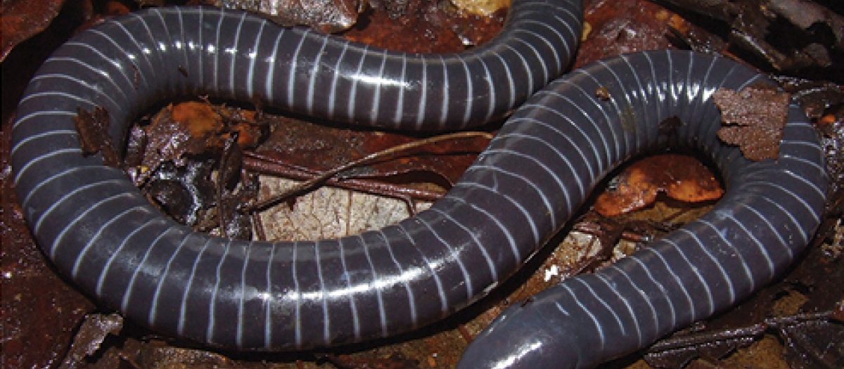 Siphonops annulatus