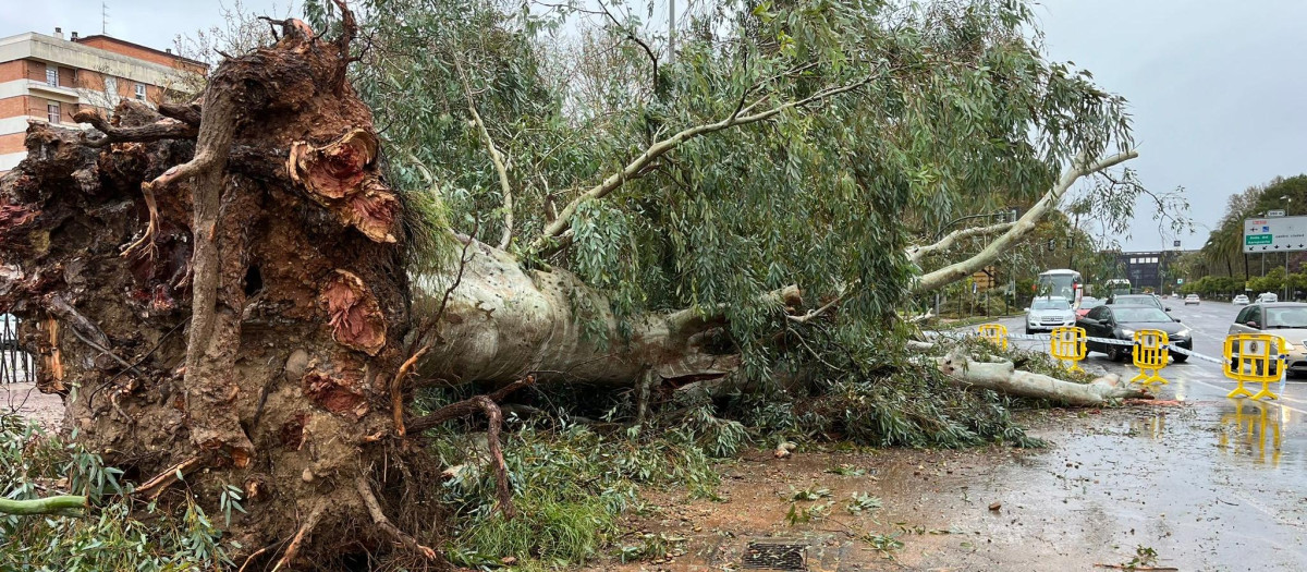 Eucalipto caído en Avenida del Corregidor