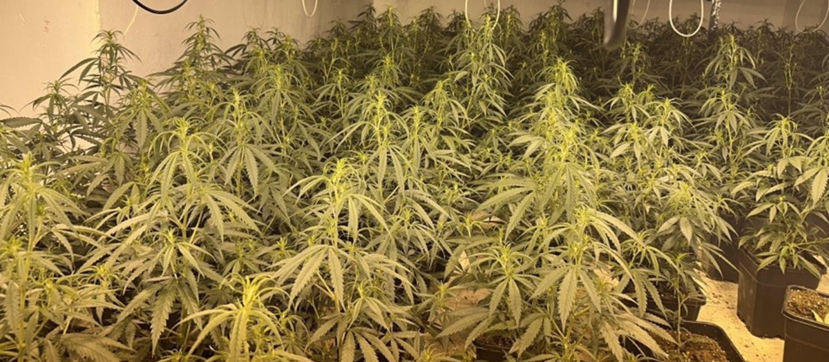 Plantas de marihuana intervenidas por la Policía Nacional